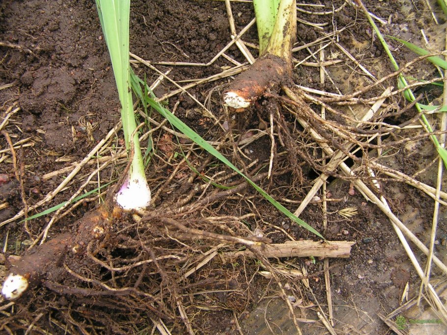 Клевер - клубеньковые азотфиксирующие бактерии