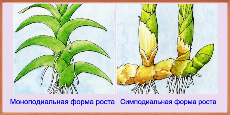 Люстра Freya Esme fr1005pl-05g