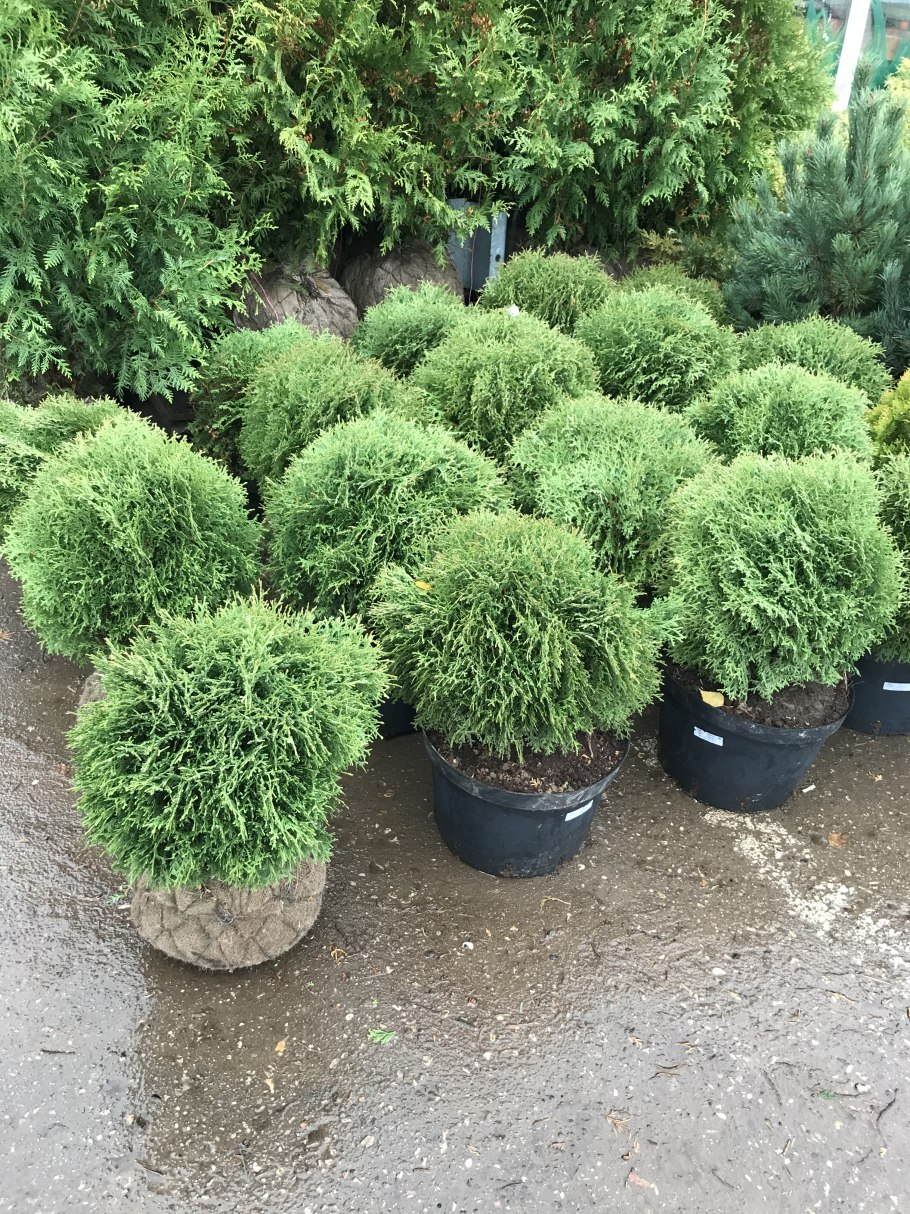 Туя Западная Смарагд шаровидная