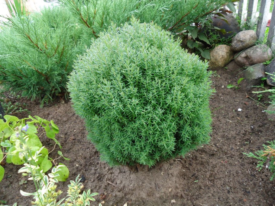 Туя Западная Тедди