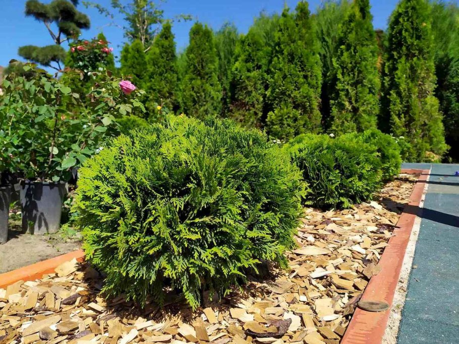 Туя Западная Даника