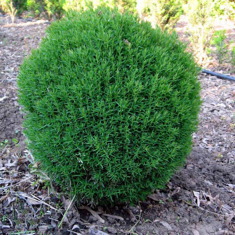 Туя Западная Тедди