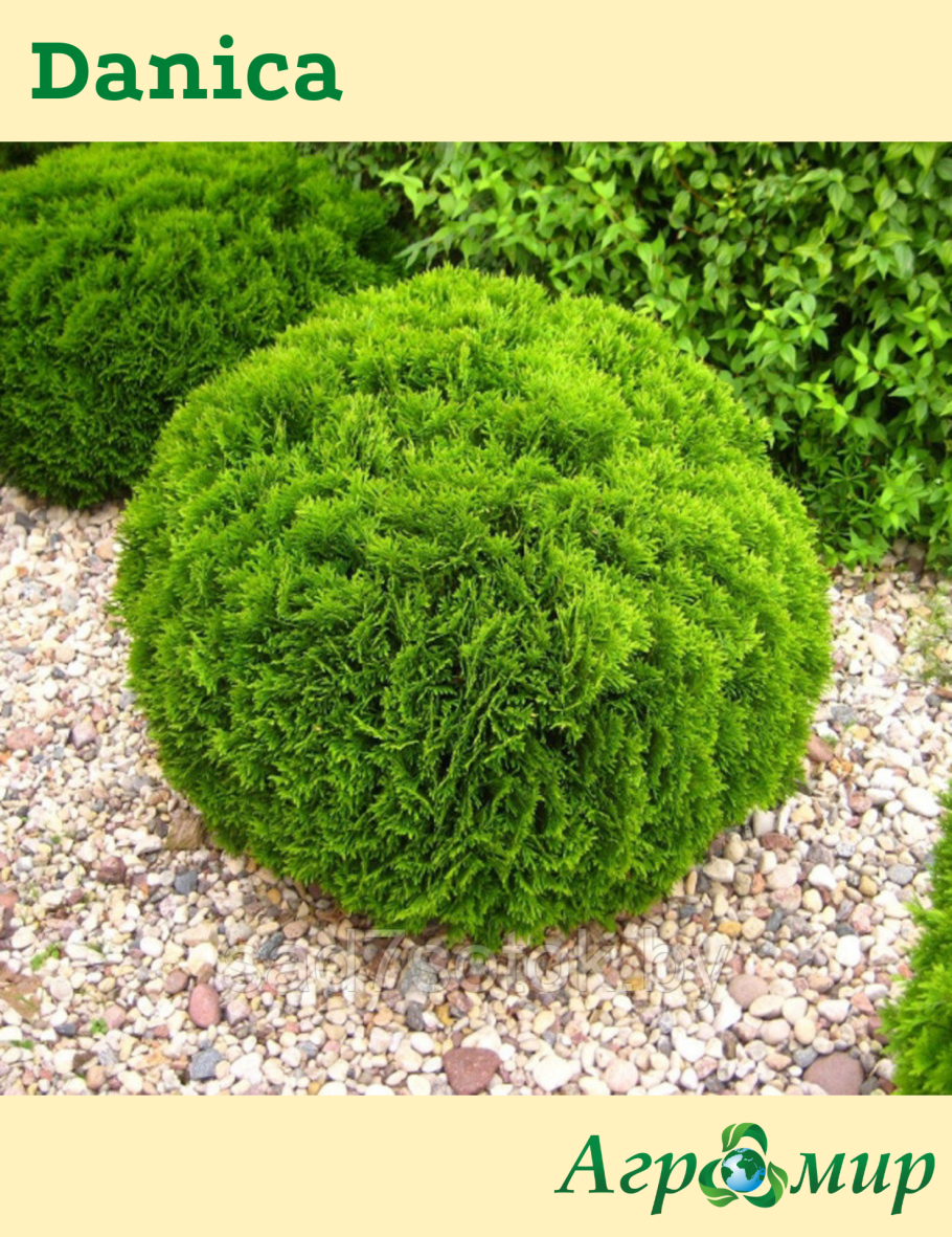 Туя шаровидная Даника..