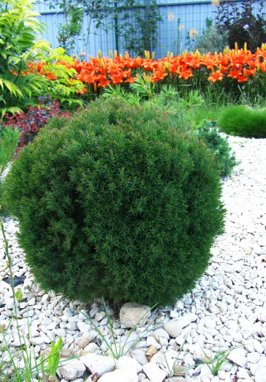 Туя Западная Teddy