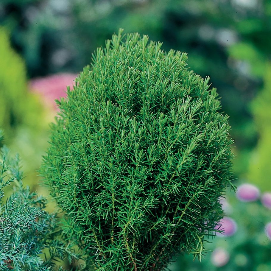 Туя Западная Teddy