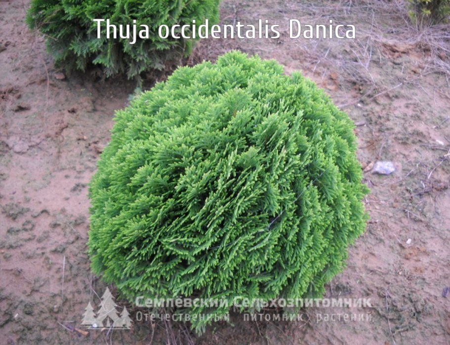 Туя Западная зеленая Даника