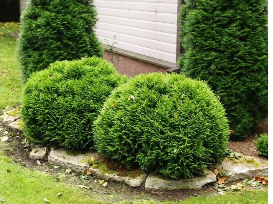 Туя Западная Thuja occidentalis “Danica”