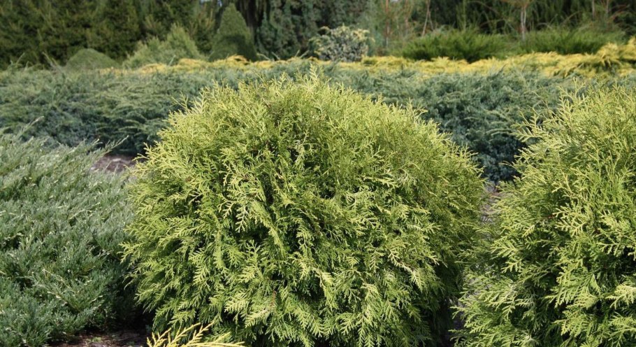 Туя Западная Danica Aurea