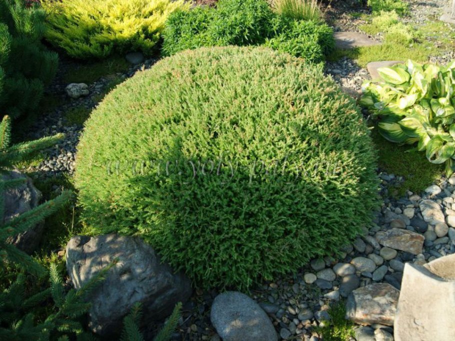 Туя Западная Bowling Ball