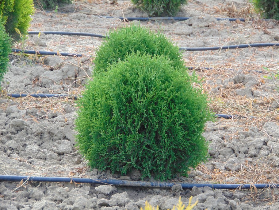 Туя тайни тим