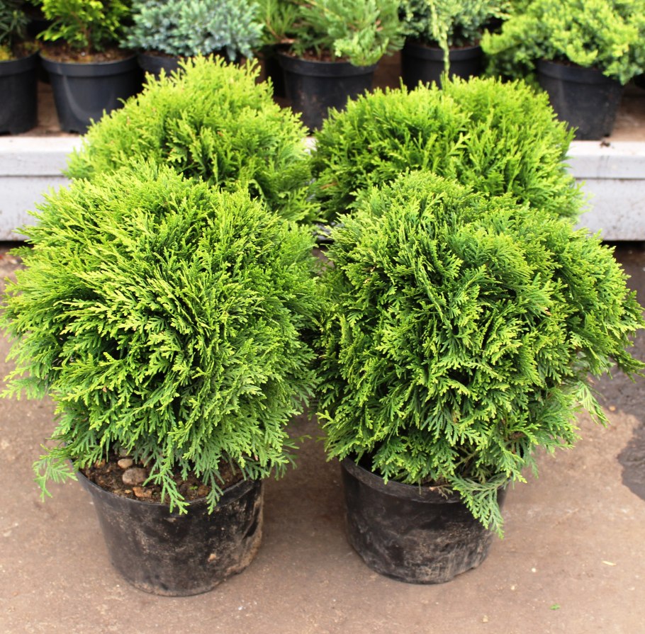 Туя Западная Даника