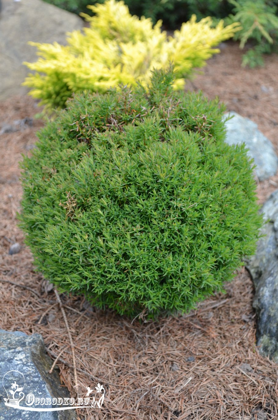 Туя Западная Тедди