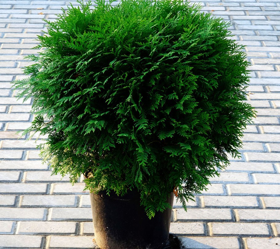 Туя Западная Глобоза