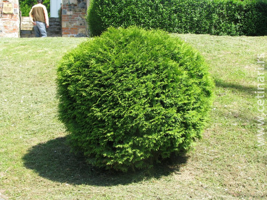 Туя Западная globosa