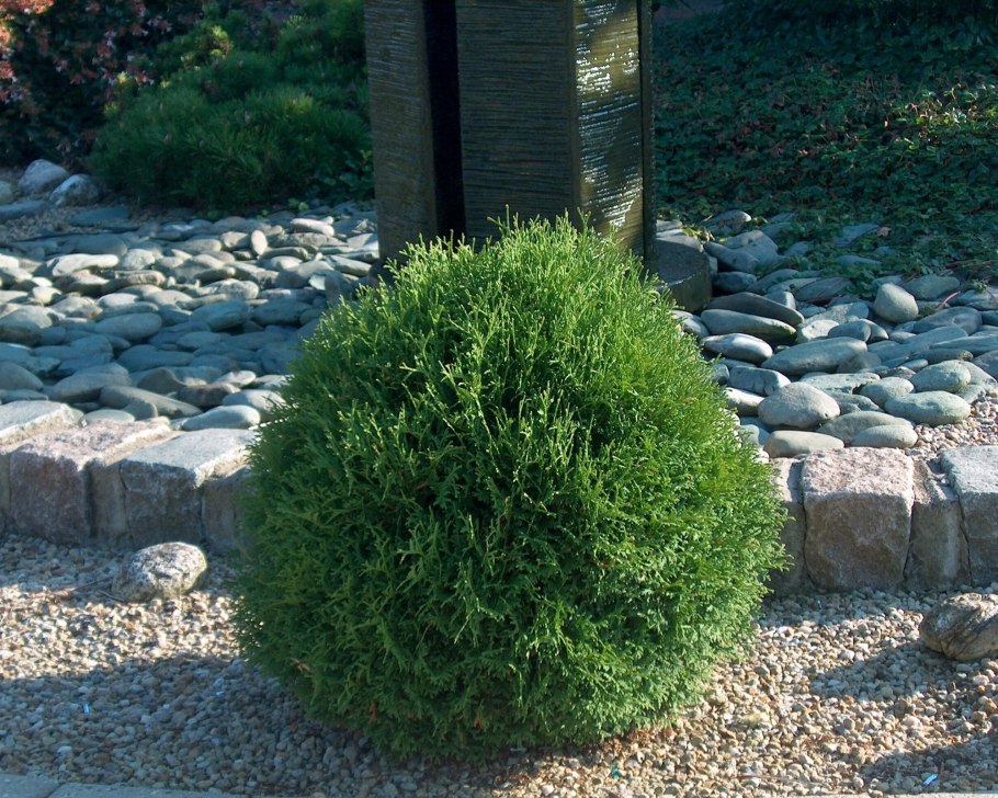 Туя Тини тим