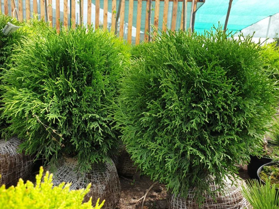 Туя Западная Тини тим