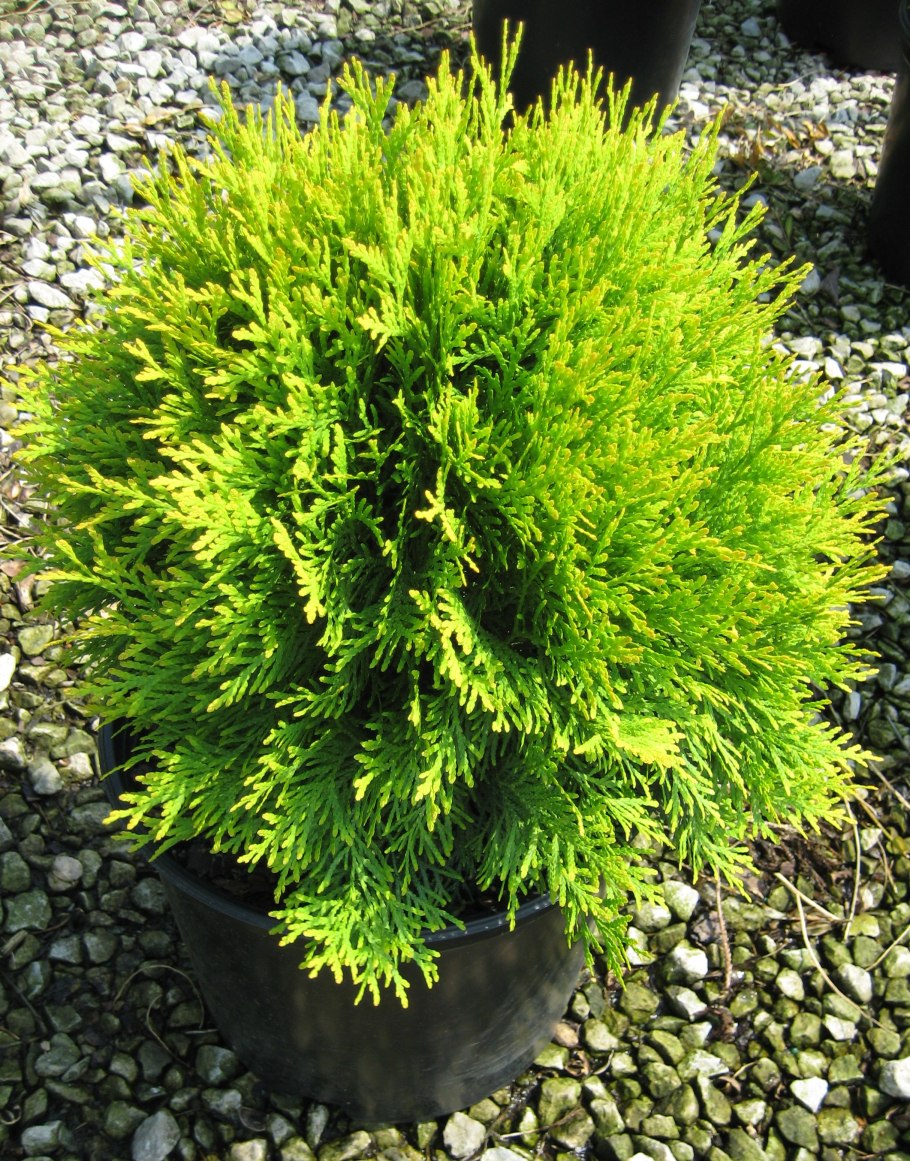 Глобоза Нана