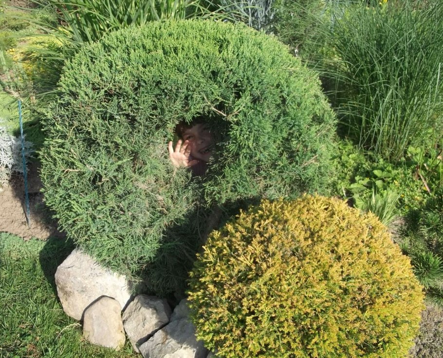 Туя Тедди Беар