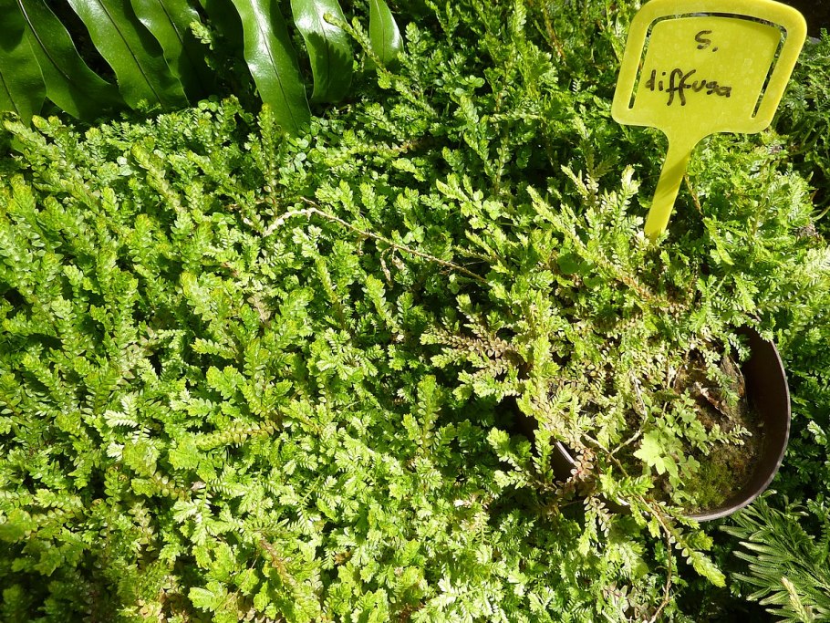 Селагинелла швейцарская