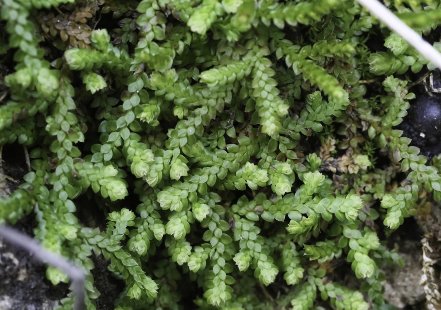 Selaginella sibirica