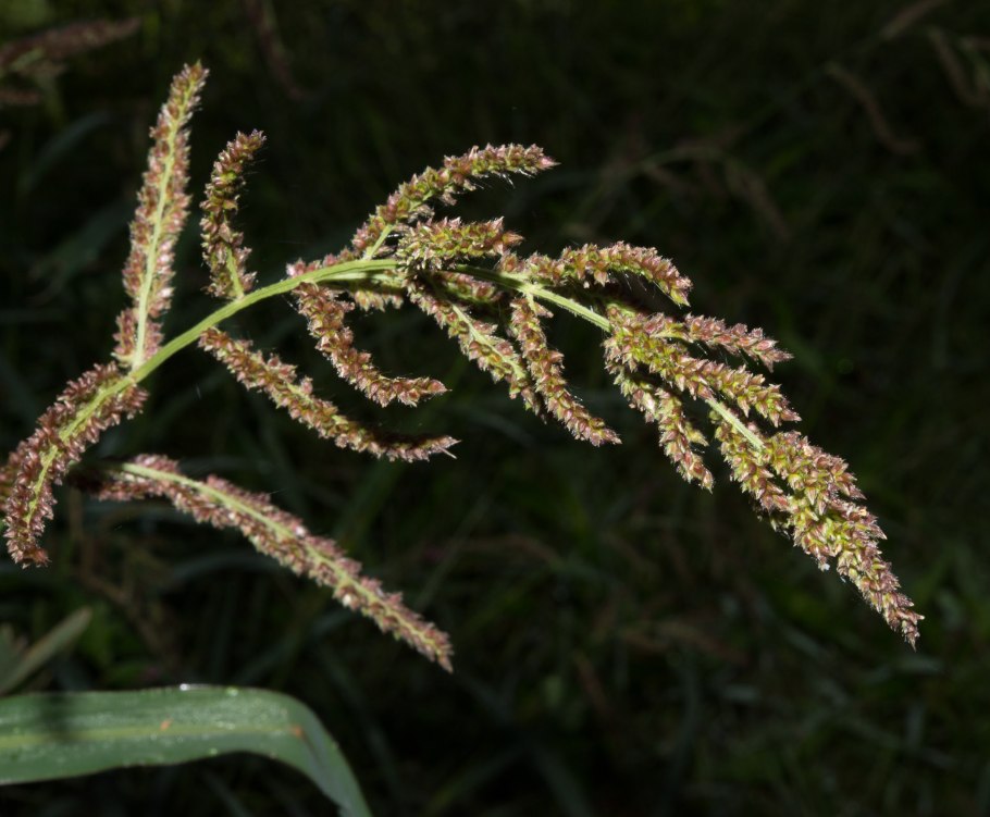 Ежовник обыкновенный (Echinochloa crusgalli)