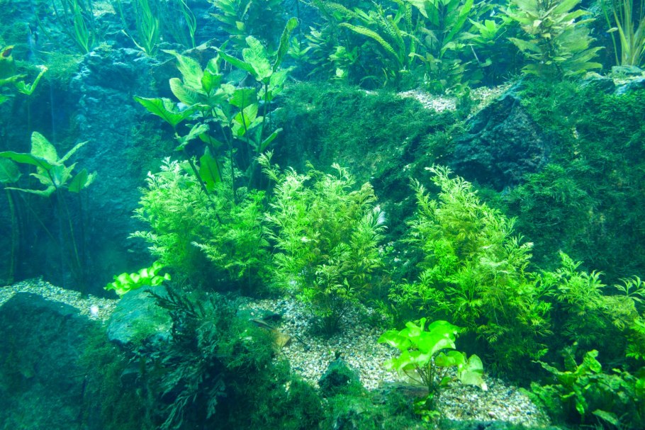 Рыбка попугай в аквариуме