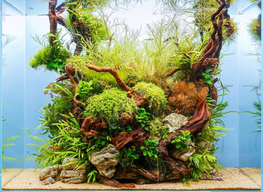 Роголистник, Валлиснерия, Элодея,