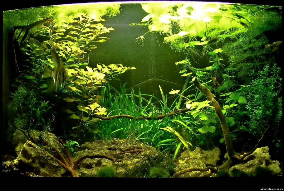 Кислород от растений в аквариуме