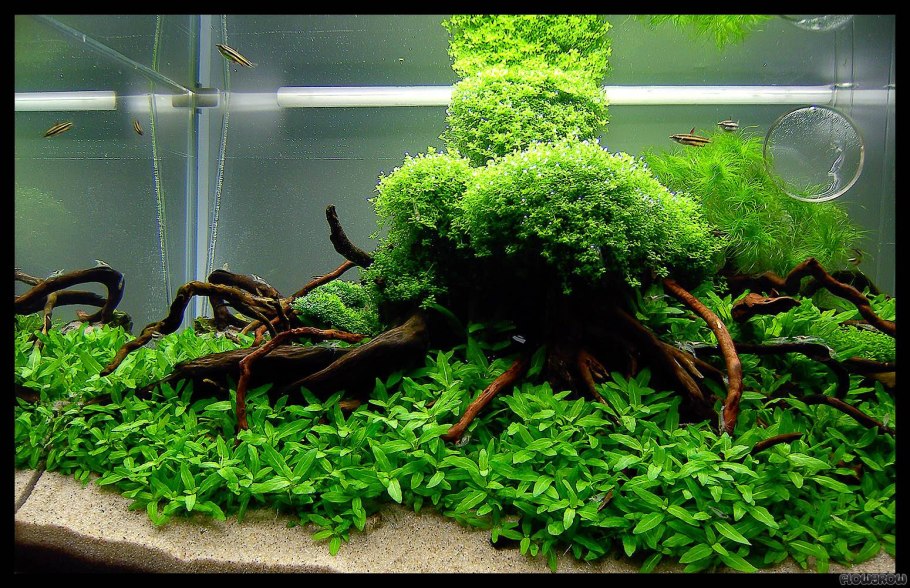 Акваскейп речное дно