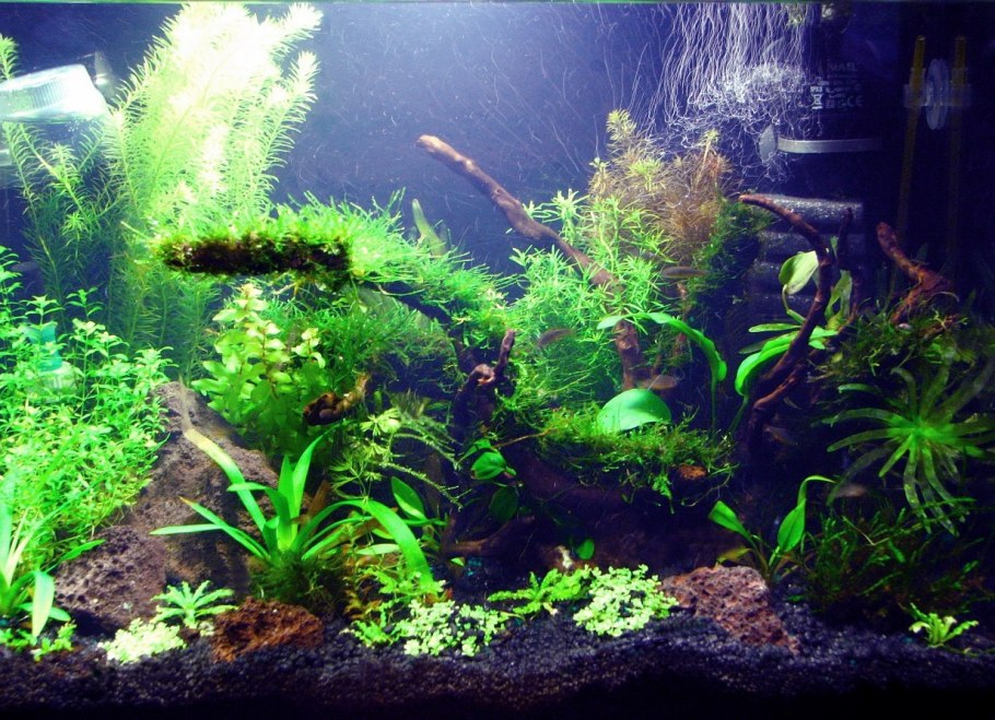 Яванский мох Кристмас