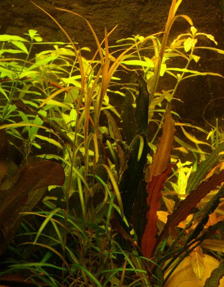 Лилеопсис бразильский