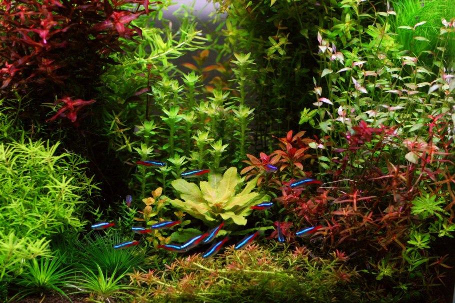 Водоросли анубиас