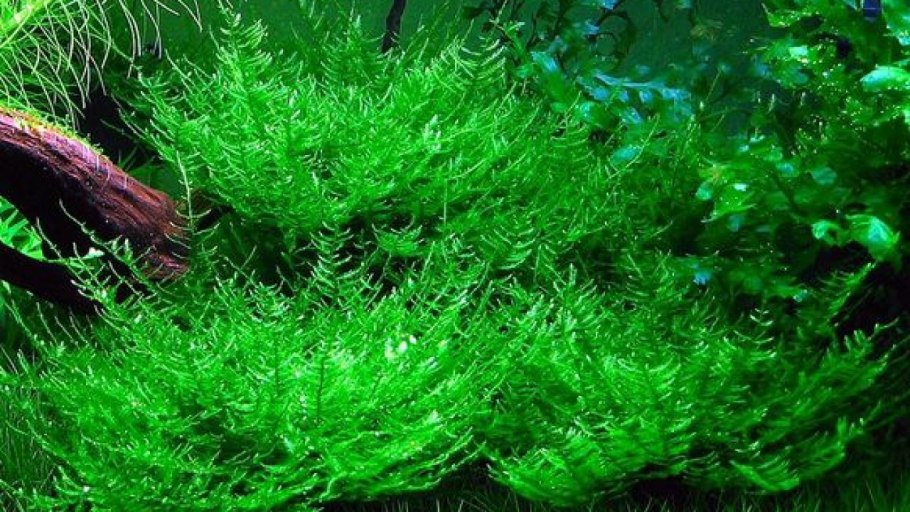 Ломариопсис акваскейп