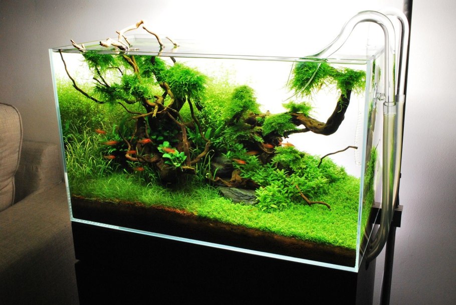 Акваскейп с валлиснерией