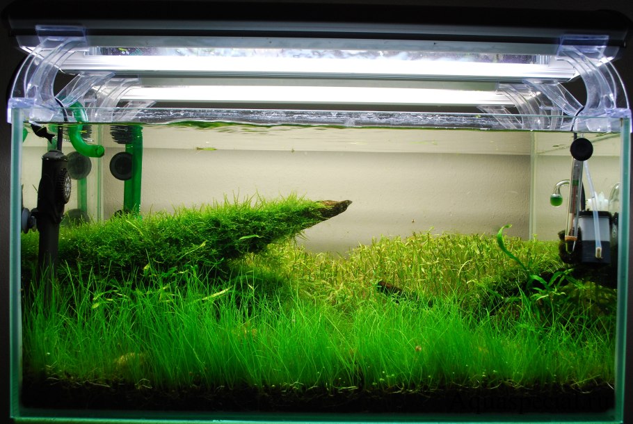 Роголистник акваскейп