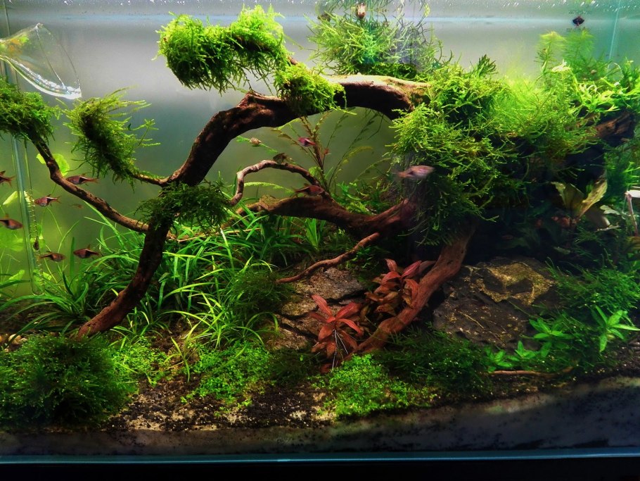 Акваскейпинг голландский стиль