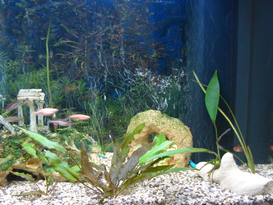 Подводные растения аквариум