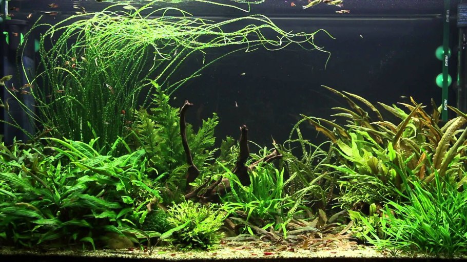 Акваскейпинг нано аквариумов