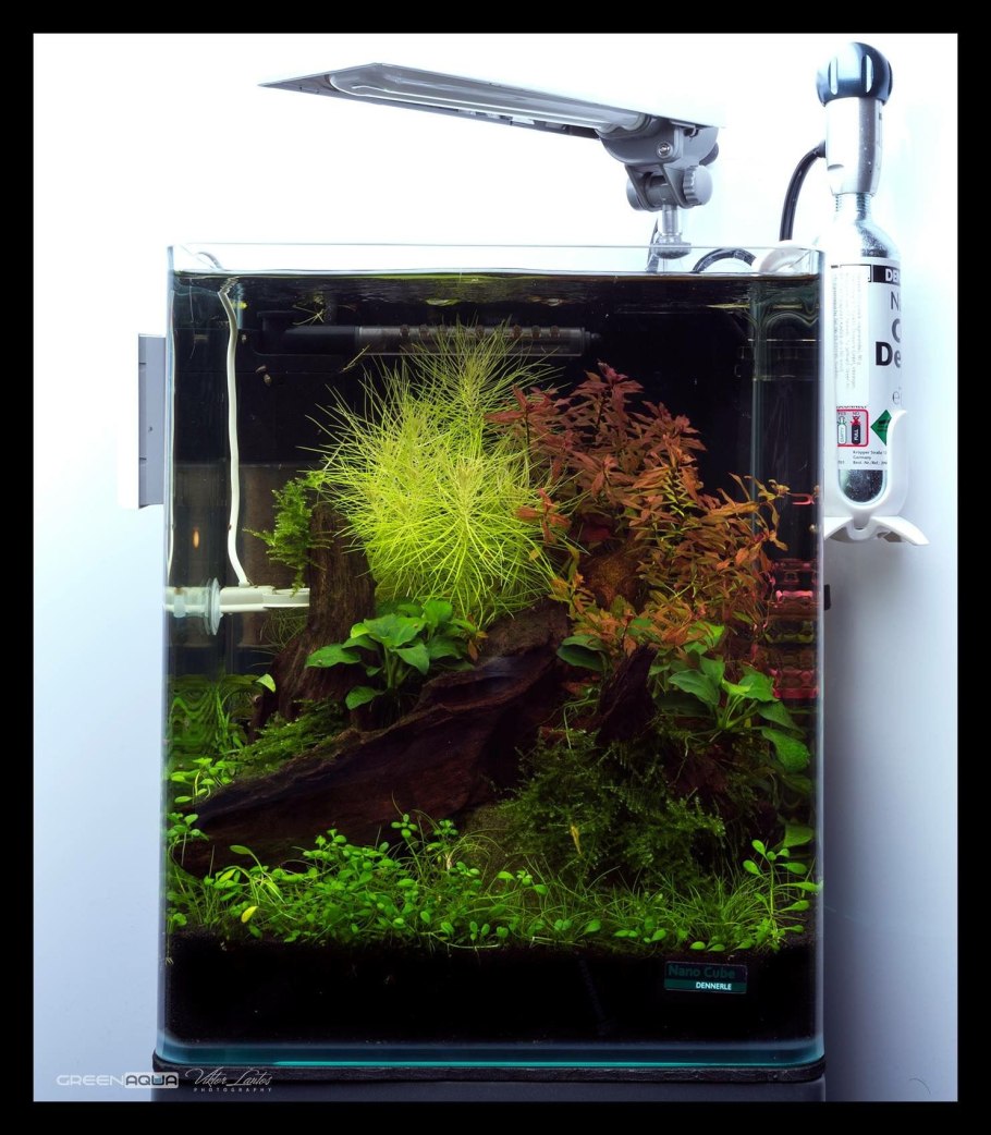 Травник аквариум акваскейп