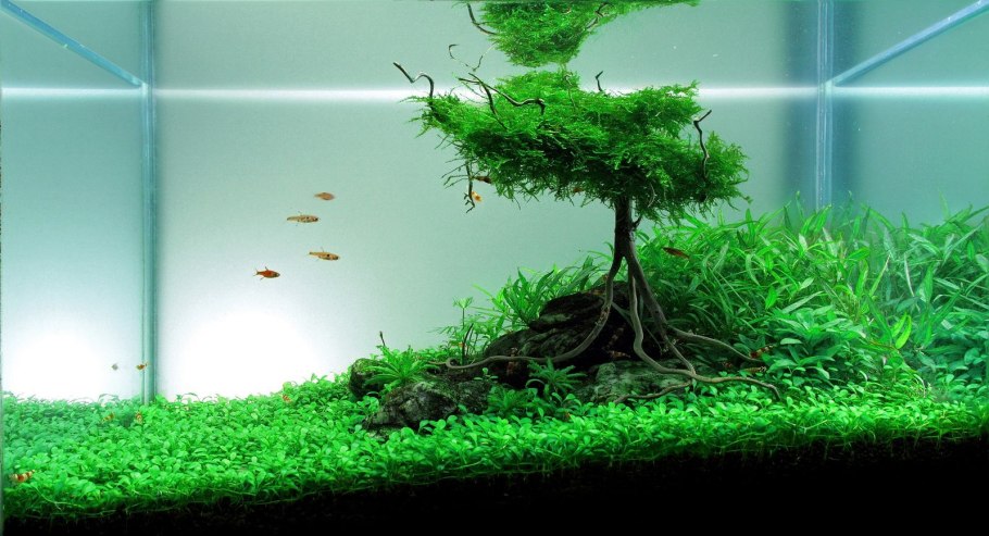 Аквариум акваскейп голландский