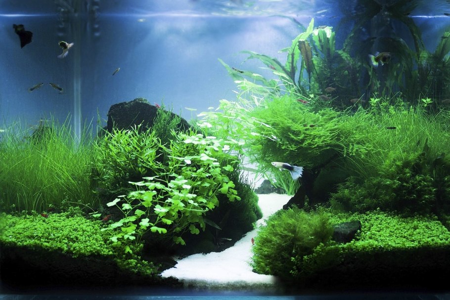 Роголистник акваскейп