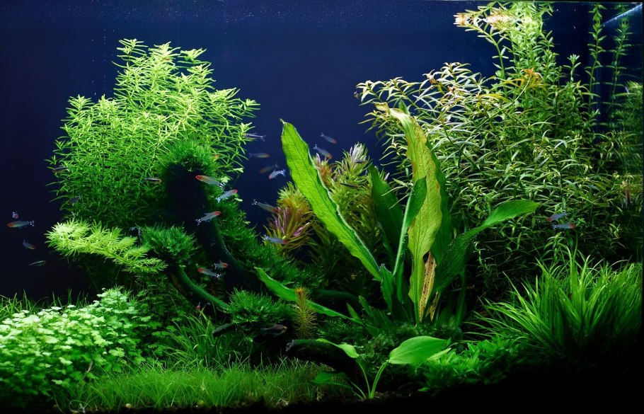 Компрессор Aquarium Air Pump 5w