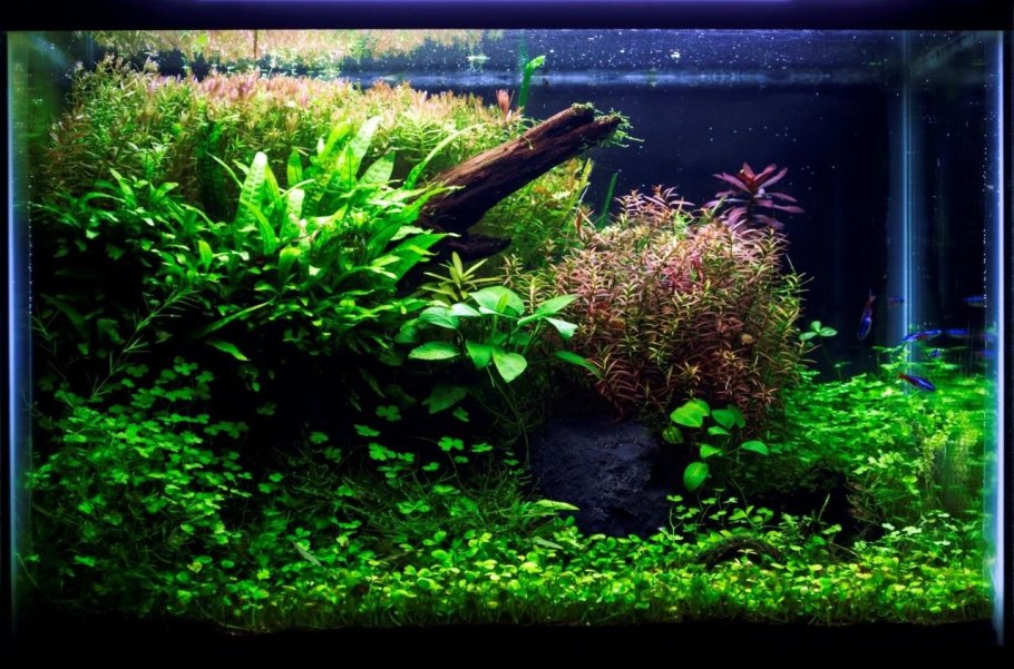 Короли аквадизайна