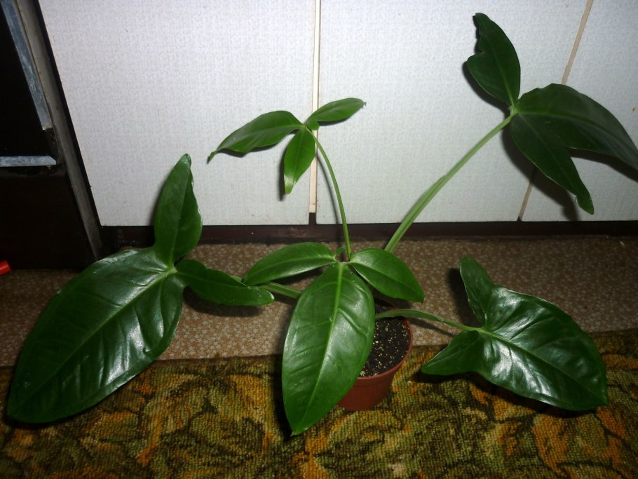 Сингониум ножколистный