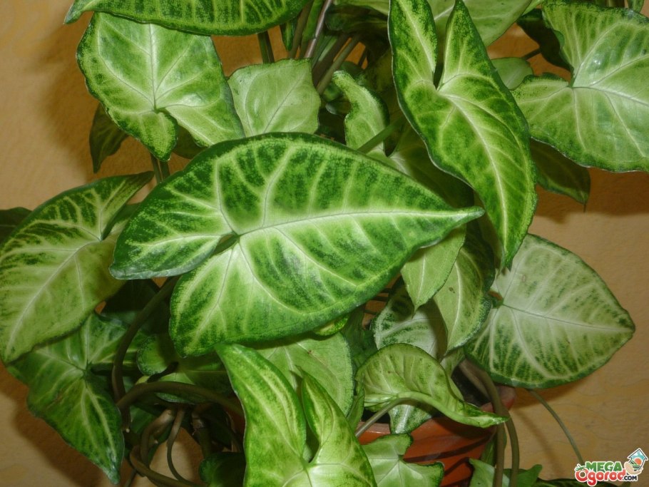 Сингониум ножколистный Лиана