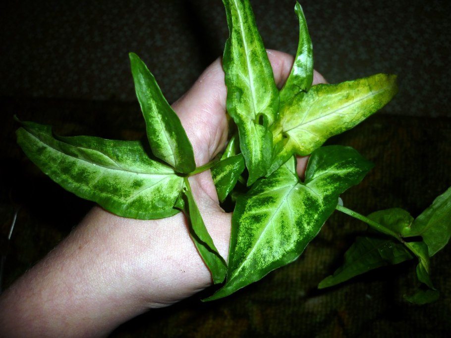 Сингониум Spear point