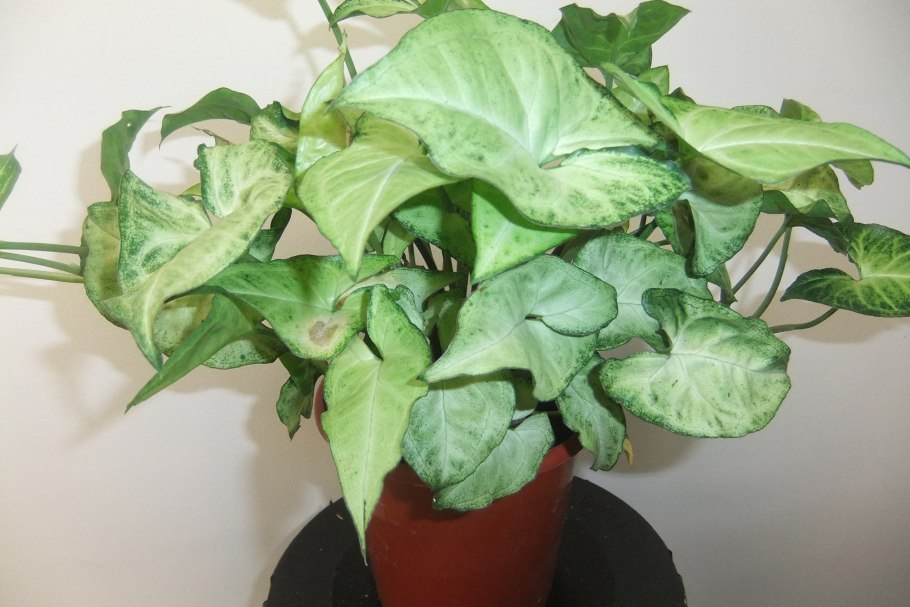 Сингониум Ушастый