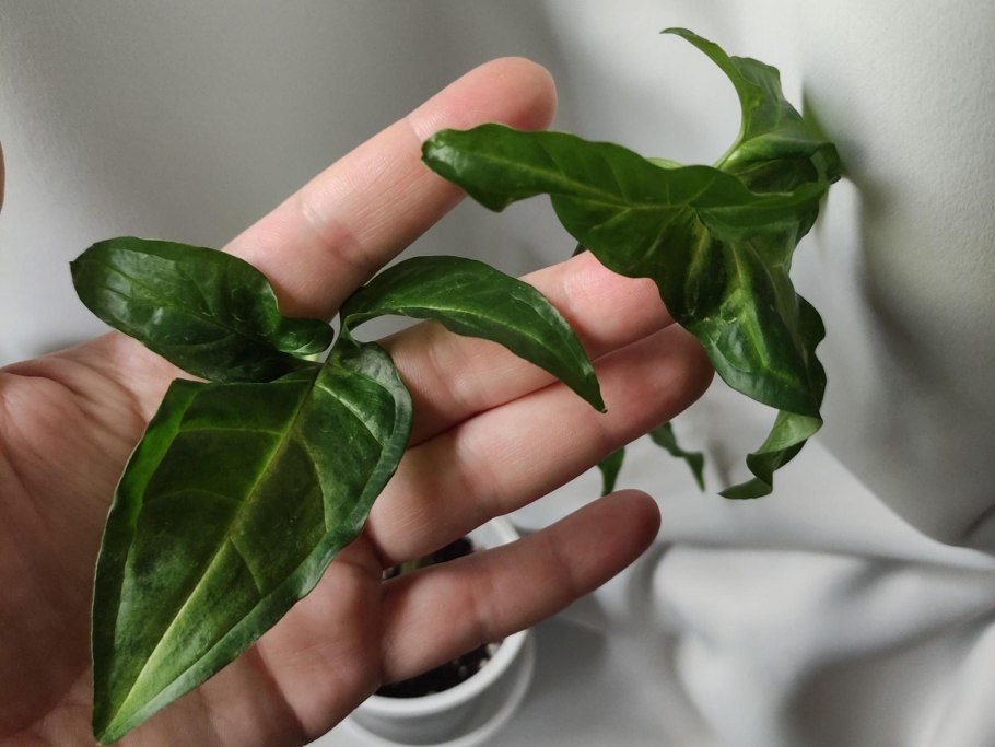 Сингониум Арроу