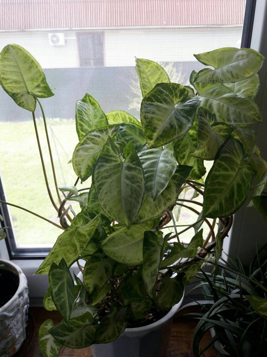 Филодендрон Лиана