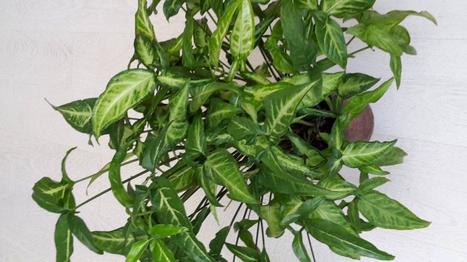 Сингониум ушковидный (auritum)